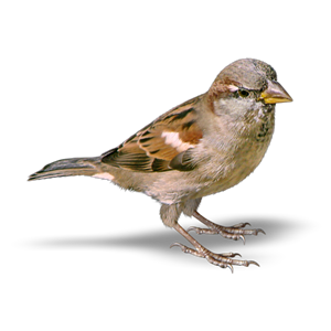 Sparrow PNG-20123